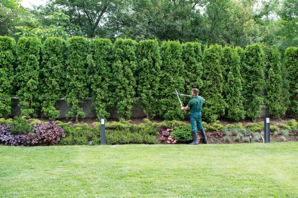 Best Lawn Drainage Solutions  in Ashley, PA