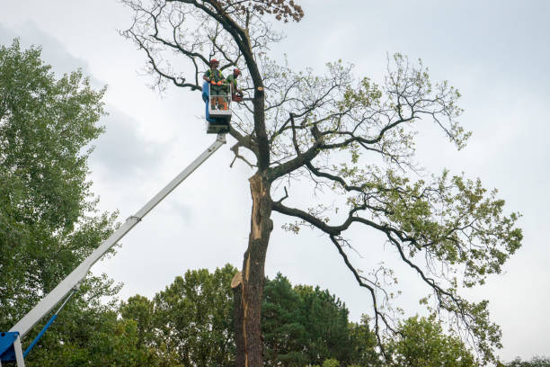 Best Leaf Removal  in Ashley, PA