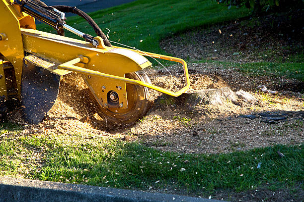 How Our Tree Care Process Works  in  Ashley, PA