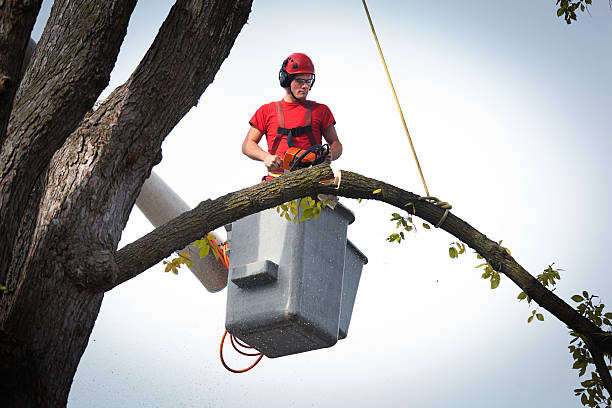 Professional Tree Care  in Ashley, PA